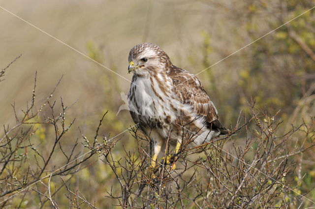 Buizerd (Buteo buteo)