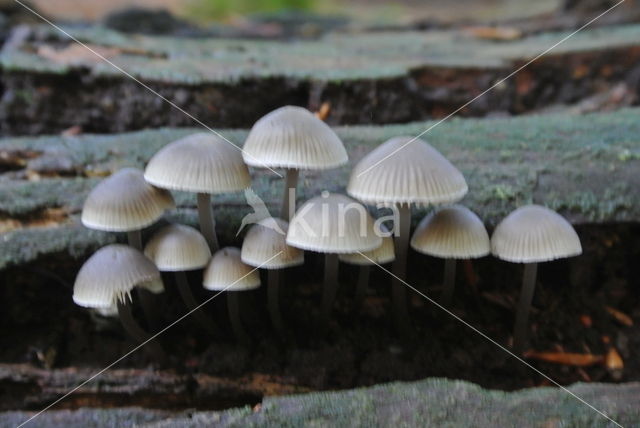 Angel's bonnet (Mycena arcangeliana)