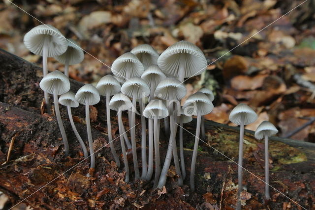 Angel's bonnet (Mycena arcangeliana)