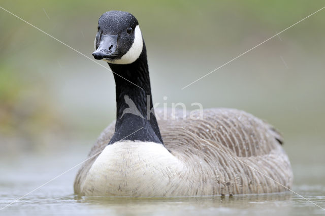 Canada Goose (Branta canadensis)