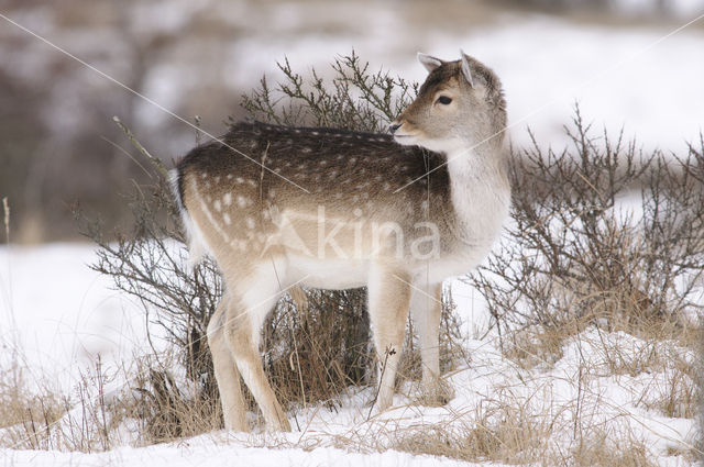 Fallow Deer (Dama dama)