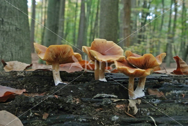 Dennenvlamhoed (Gymnopilus sapineus)