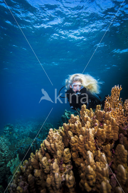 Dome Coral (Porites Nodifera)