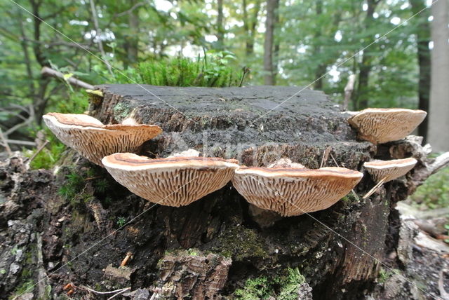 Oak Mazegill (Daedalea quercina)