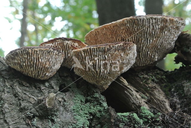 Oak Mazegill (Daedalea quercina)