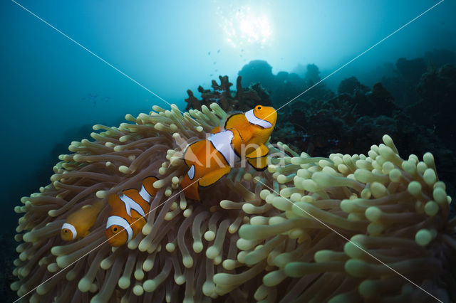 anemonefish