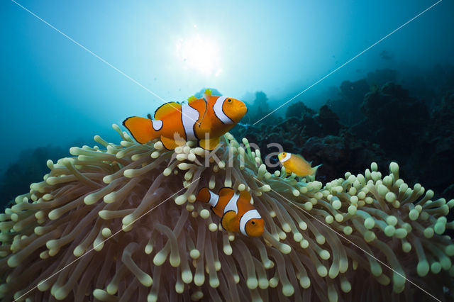 anemonefish