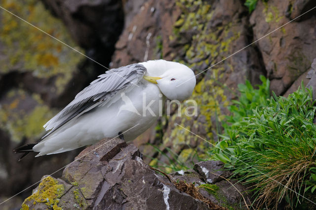 Black-legged Kittiwake (Rissa tridactyla)