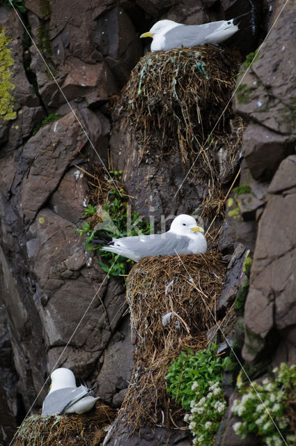 Black-legged Kittiwake (Rissa tridactyla)