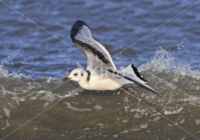 Black-legged Kittiwake (Rissa tridactyla)