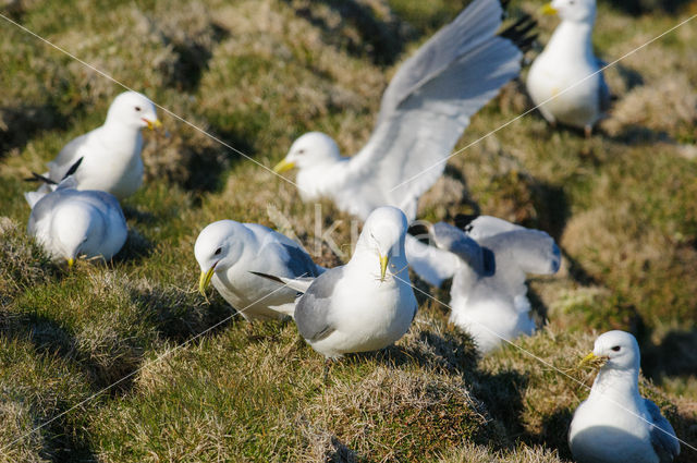 Black-legged Kittiwake (Rissa tridactyla)