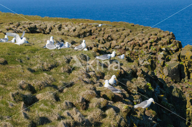 Black-legged Kittiwake (Rissa tridactyla)