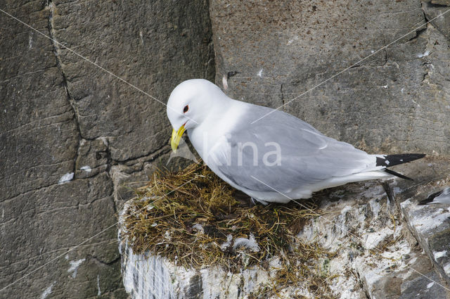 Black-legged Kittiwake (Rissa tridactyla)