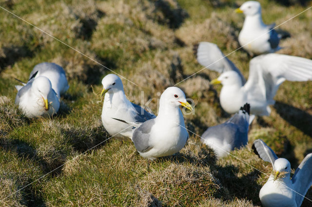 Black-legged Kittiwake (Rissa tridactyla)