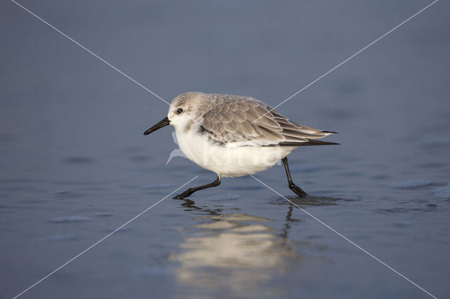 Drieteenstrandloper (Calidris alba)