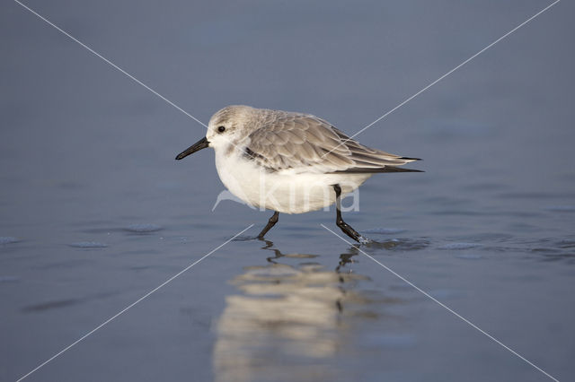 Sanderling (Calidris alba)