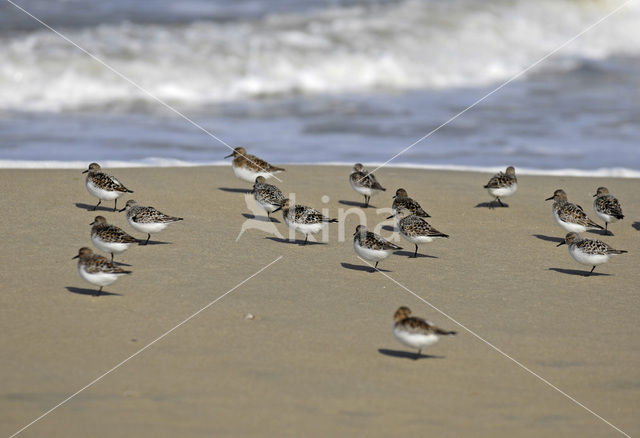 Drieteenstrandloper (Calidris alba)