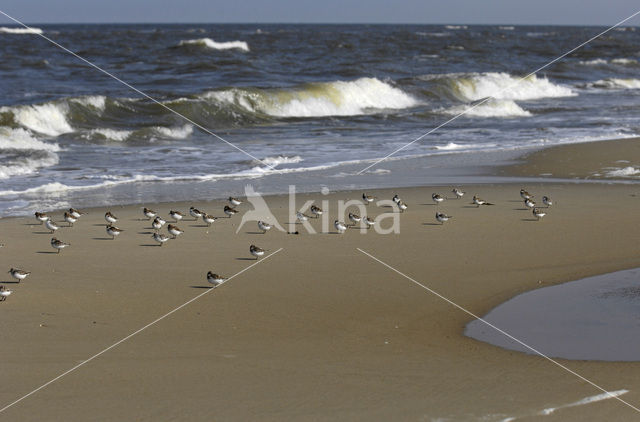 Drieteenstrandloper (Calidris alba)