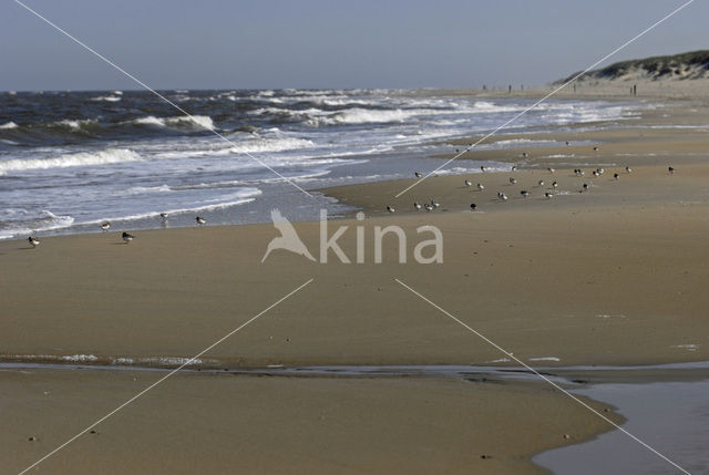 Drieteenstrandloper (Calidris alba)