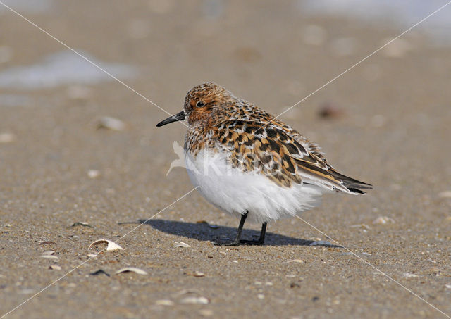 Sanderling (Calidris alba)