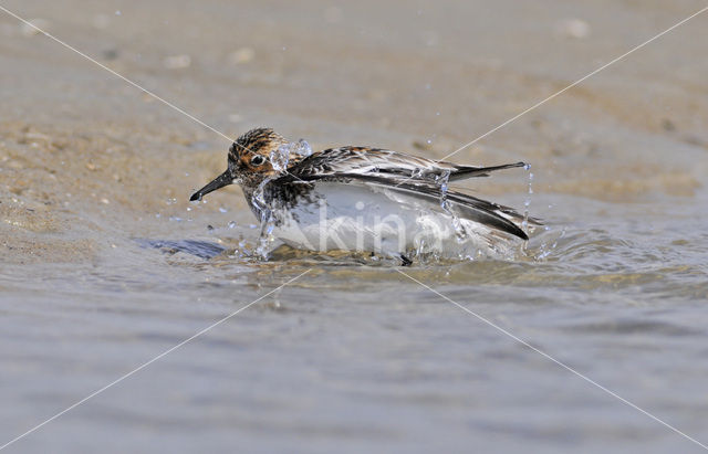 Sanderling (Calidris alba)