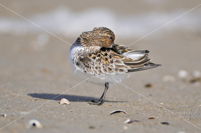 Drieteenstrandloper (Calidris alba)