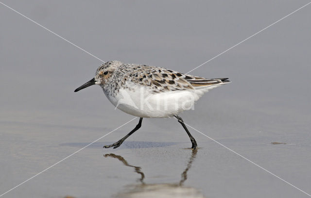 Drieteenstrandloper (Calidris alba)