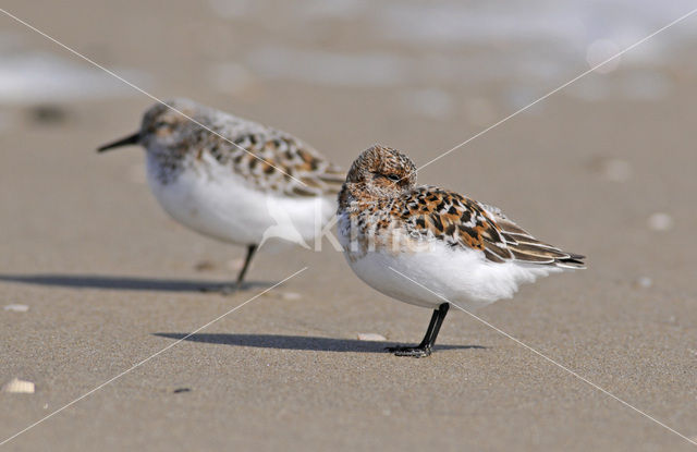 Drieteenstrandloper (Calidris alba)