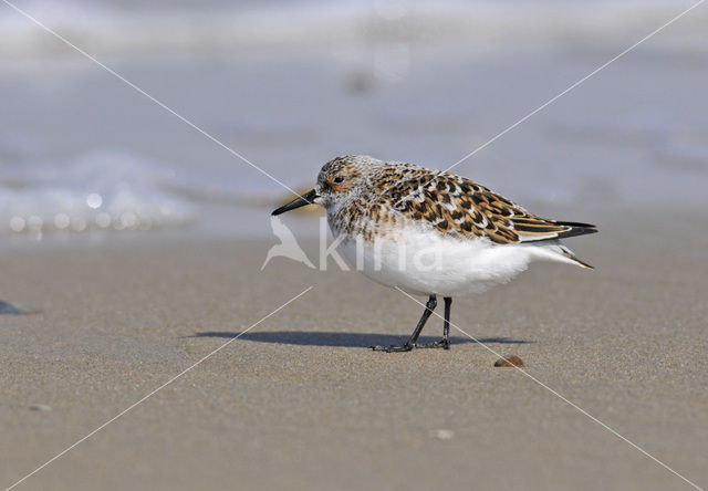 Drieteenstrandloper (Calidris alba)