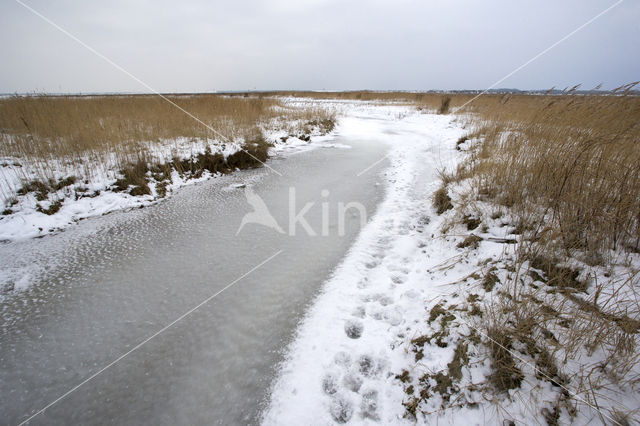 Duinen van Goeree