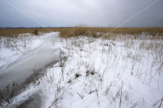 Duinen van Goeree