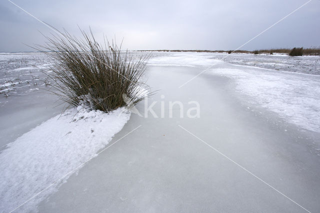 Duinen van Goeree