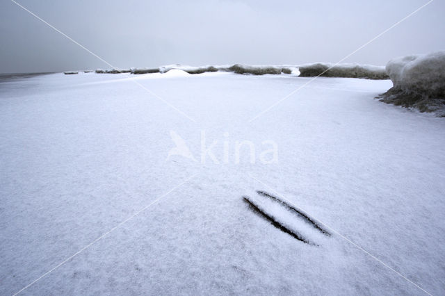 Duinen van Goeree