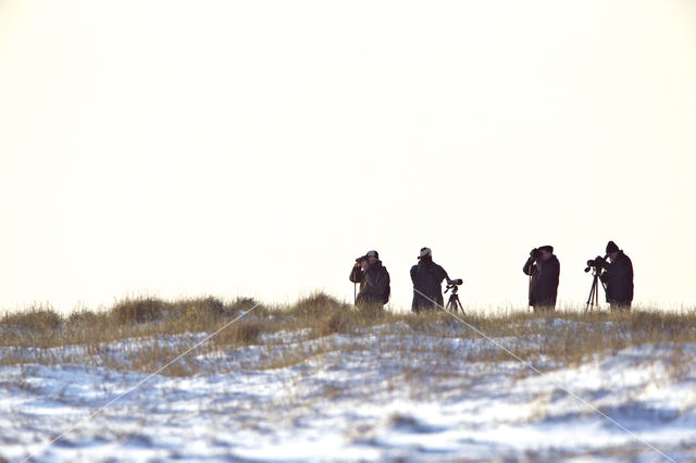 Duinen van Goeree