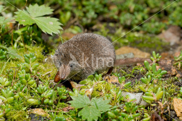 Dwergspitsmuis (Sorex minutus)