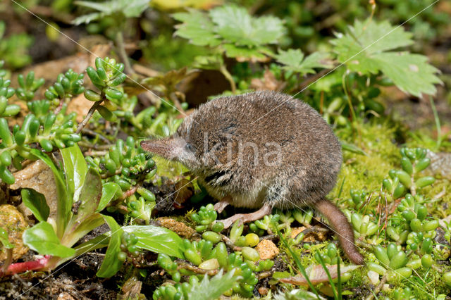 Dwergspitsmuis (Sorex minutus)