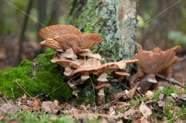 Honey Mushroom (Armillaria mellea)