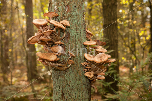 Echte honingzwam (Armillaria mellea)