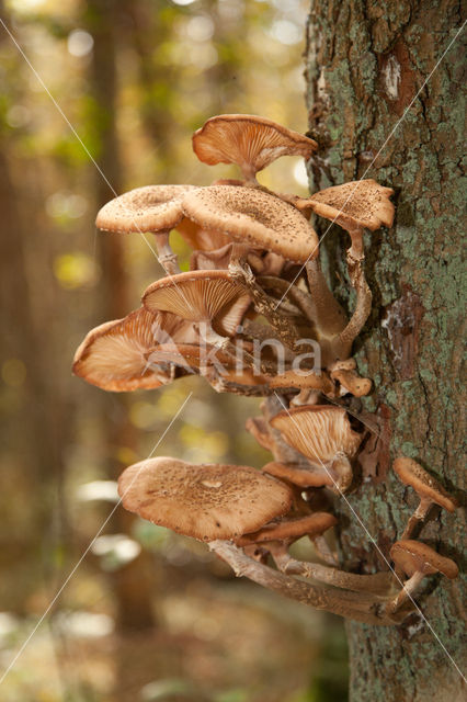 Echte honingzwam (Armillaria mellea)