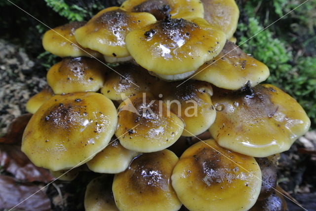 Honey Mushroom (Armillaria mellea)