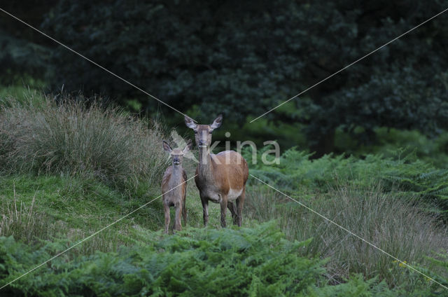 Red Deer (Cervus elaphus)