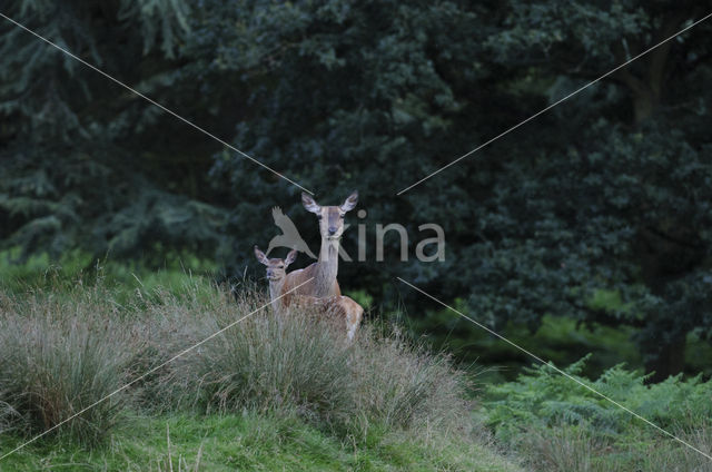 Red Deer (Cervus elaphus)