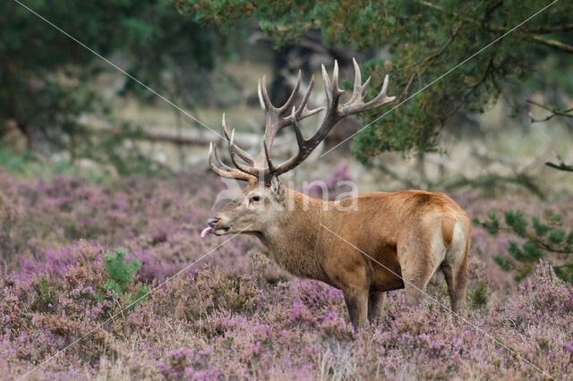 Red Deer (Cervus elaphus)