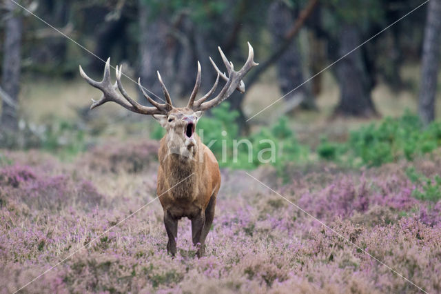 Red Deer (Cervus elaphus)