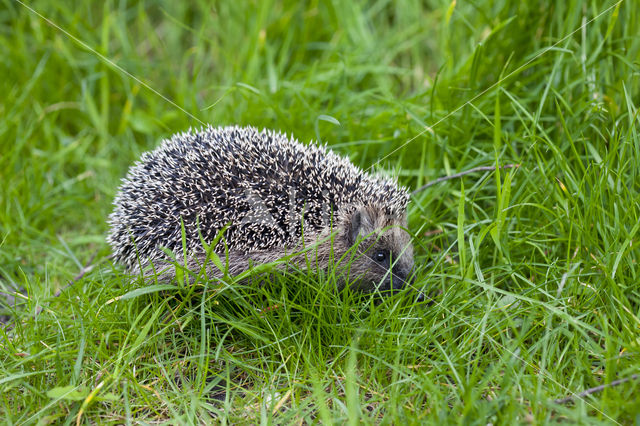 Hedgehog (Erinaceus europaeus)