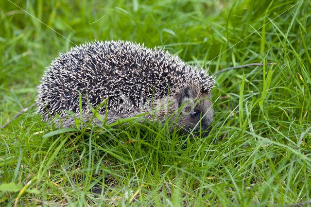 Hedgehog (Erinaceus europaeus)