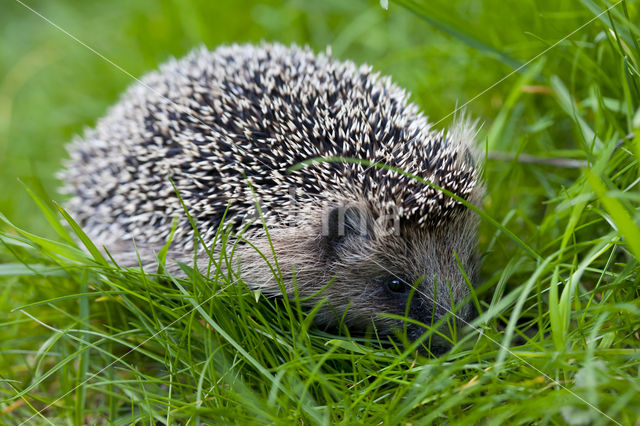 Hedgehog (Erinaceus europaeus)