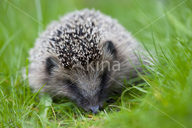 Hedgehog (Erinaceus europaeus)