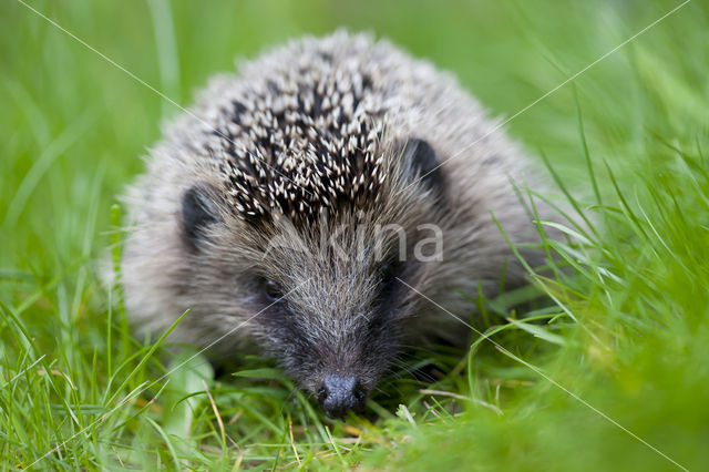 Hedgehog (Erinaceus europaeus)