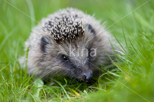 Egel (Erinaceus europaeus)